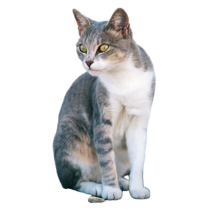 Related cat image: Close Up Of A Grey Cat With Striking Green Eyes Against A Plain Background In Tunis. 18028